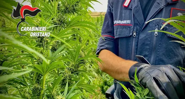 Vasta piantagione di marijuana sequestrata a Santu Lussurgiu, arrestato un uomo