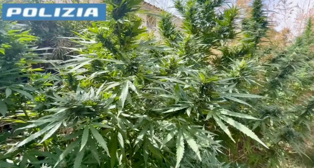 Piantagione di marijuana in casa: scattano le manette per un uomo a Quartu