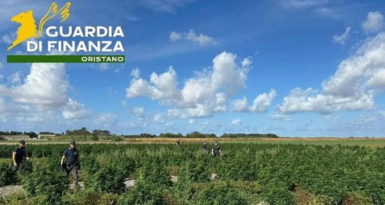 Scoperta maxi piantagione di marijuana a Riola Sardo: sequestrate 8 tonnellate