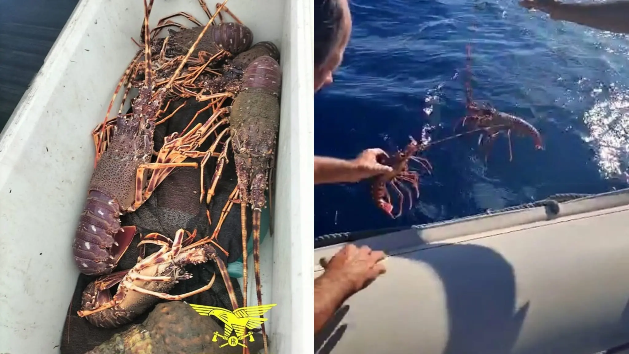 Sequestrati 10 chili di aragoste e molluschi protetti a Villaputzu