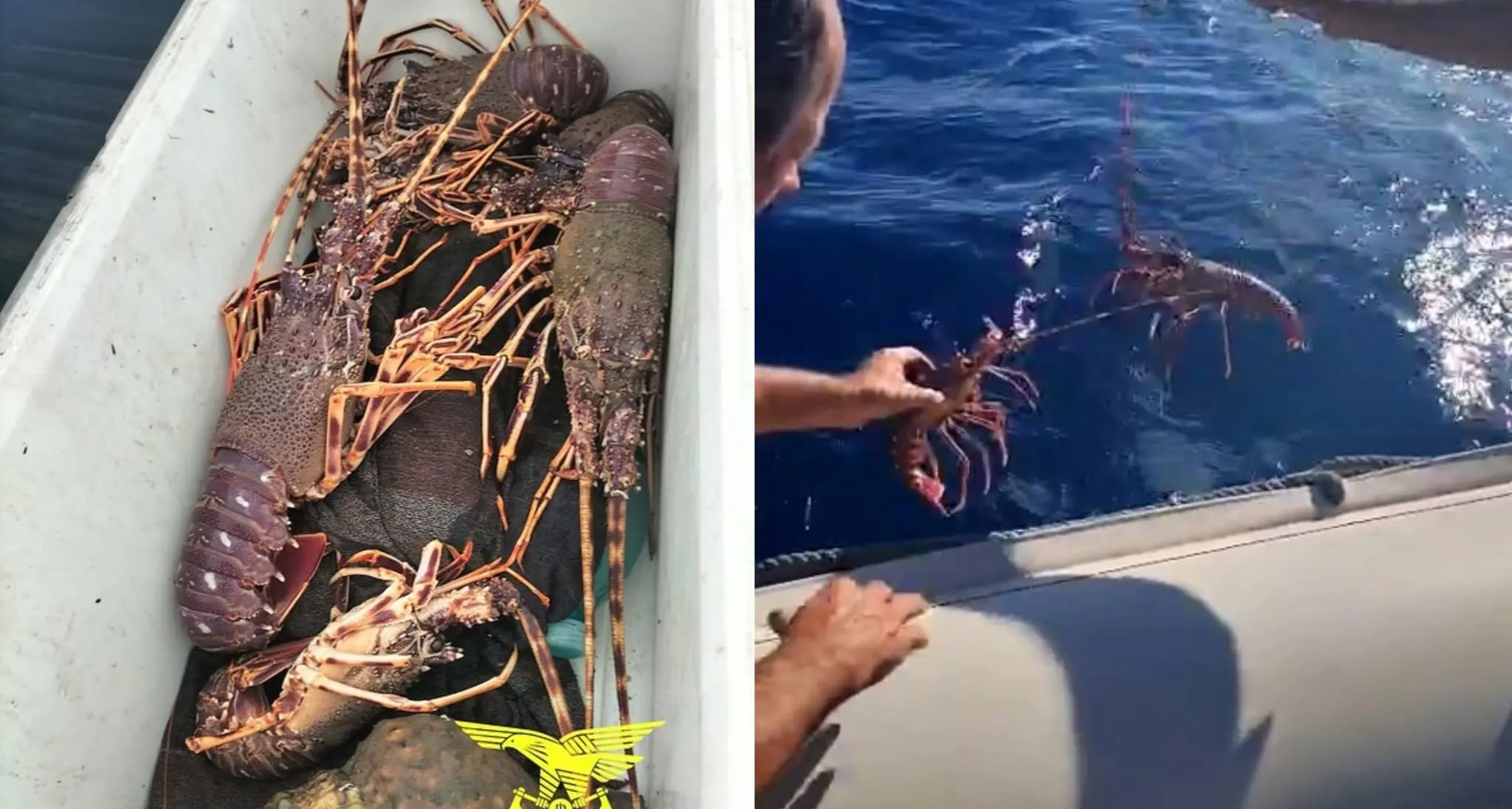 Sequestrati 10 chili di aragoste e molluschi protetti a Villaputzu
