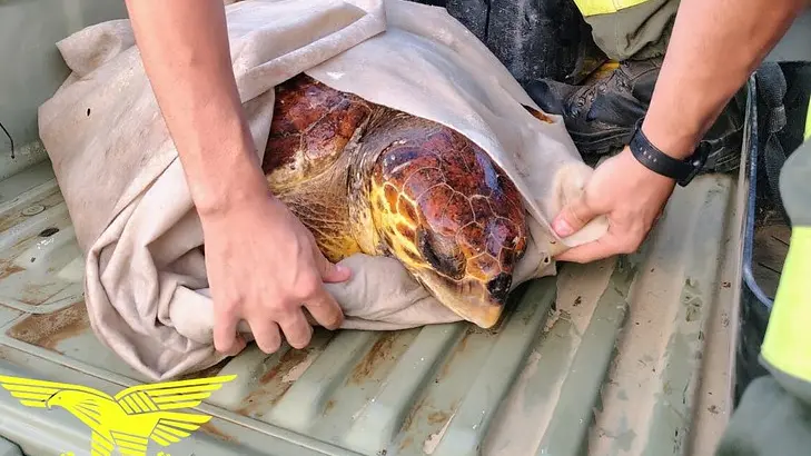 Tartaruga Caretta caretta ferita salvata al largo di Teulada