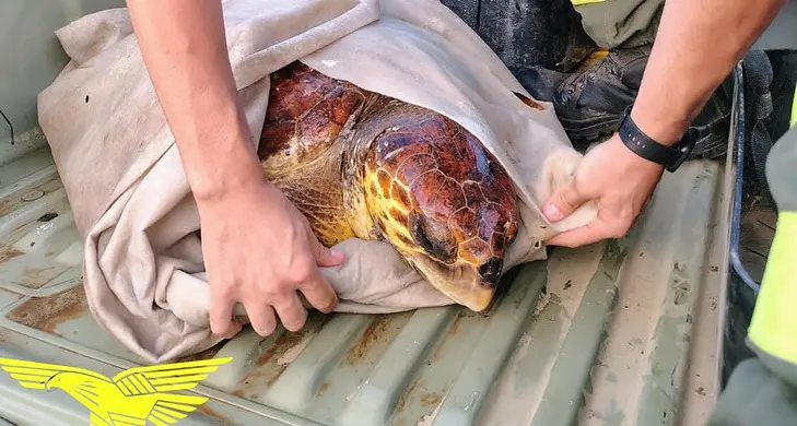Tartaruga Caretta caretta ferita salvata al largo di Teulada