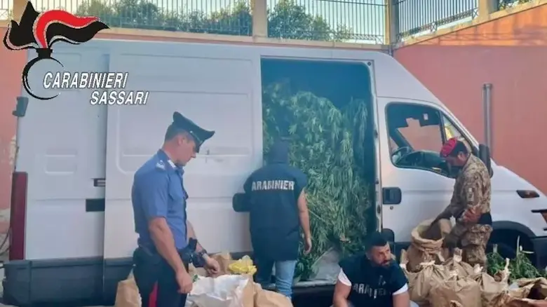 Maxi piantagione di marijuana scoperta ad Arzachena. Sequestrati anche esplosivi