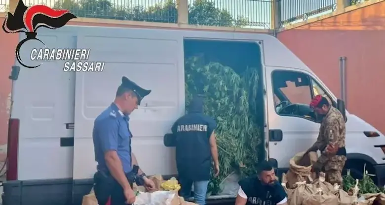 Maxi piantagione di marijuana scoperta ad Arzachena. Sequestrati anche esplosivi