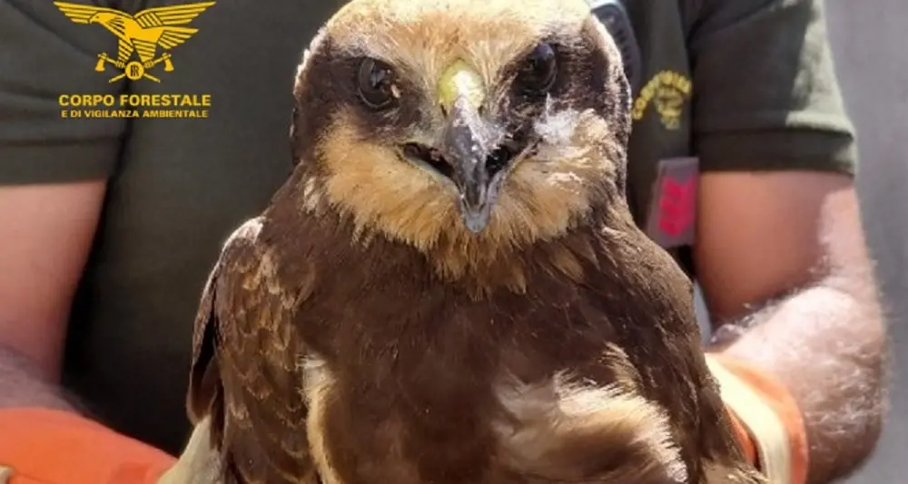 Falco di palude soccorso a Siapiccia e affidato alle cure veterinarie