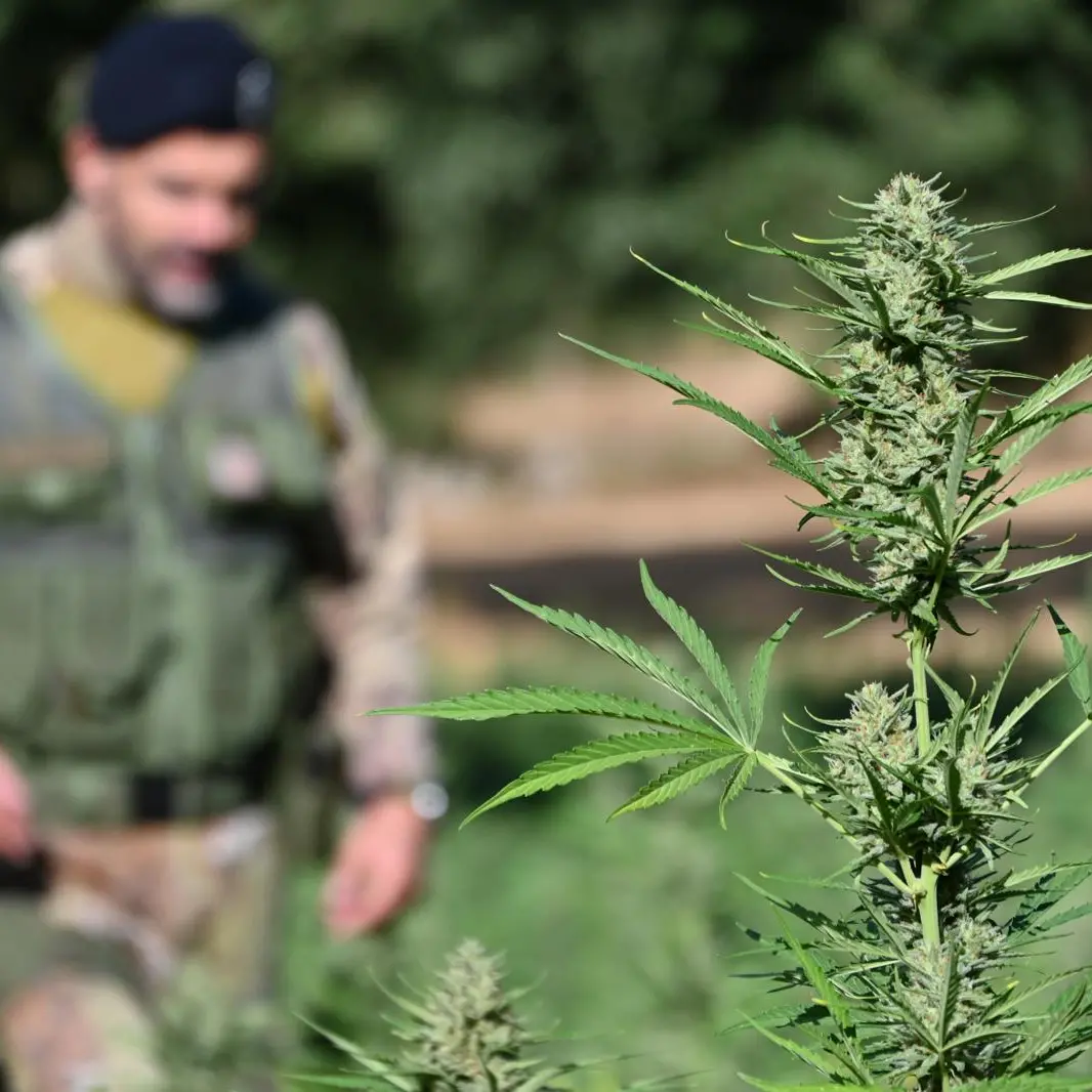 Scoperte tre piantagioni di marijuana in Ogliastra: sequestrate oltre 660 piante