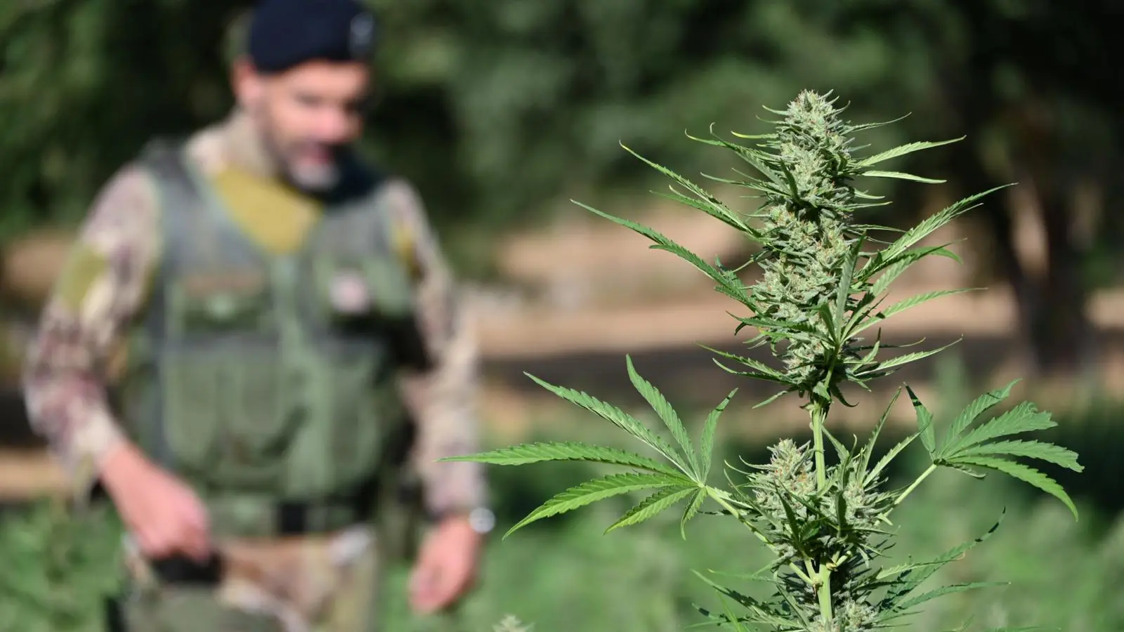Scoperte tre piantagioni di marijuana in Ogliastra: sequestrate oltre 660 piante