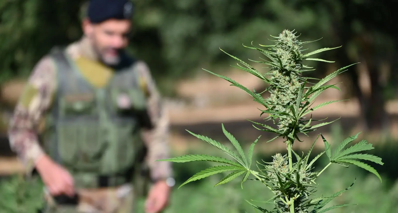 Scoperte tre piantagioni di marijuana in Ogliastra: sequestrate oltre 660 piante