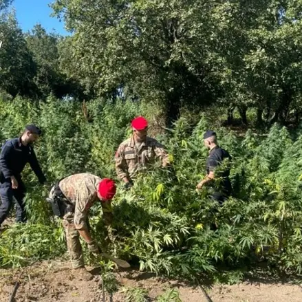 Maxi piantagione sulle rive del lago Coghinas: tre arresti in flagranza a Oschiri