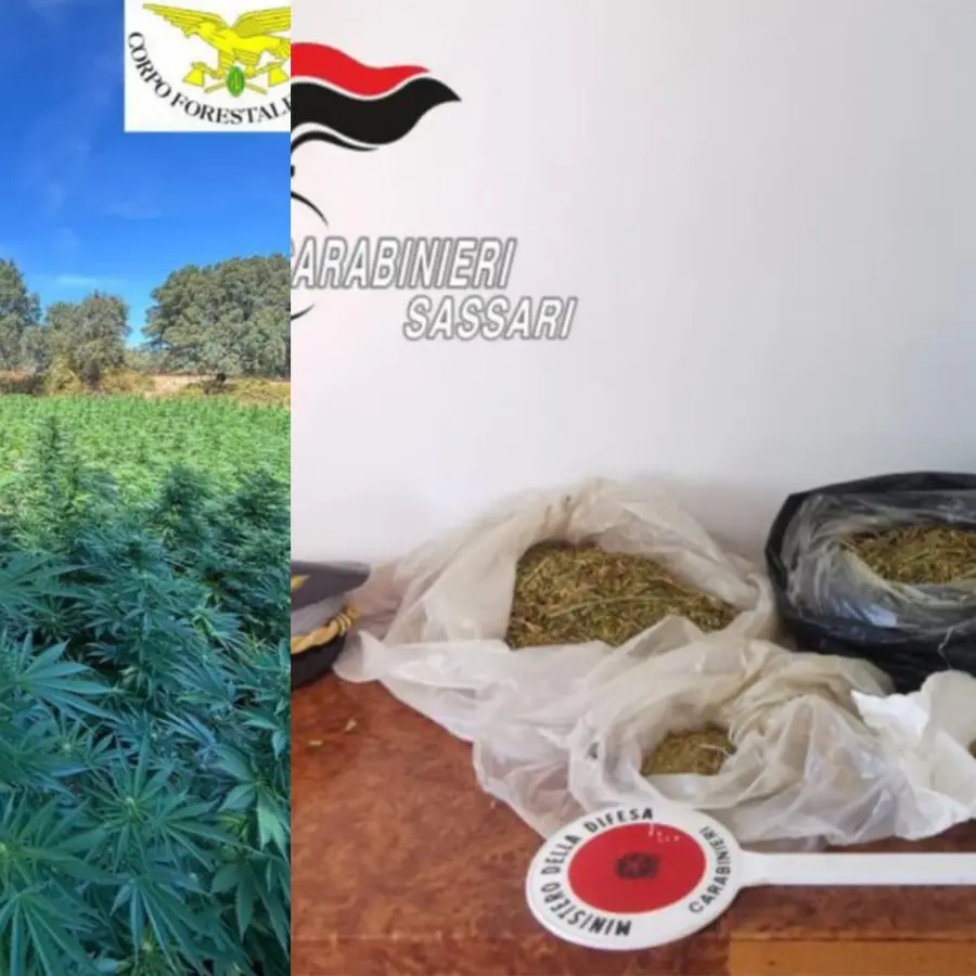 Maxi piantagione di marijuana scoperta dai Carabinieri fra Luras e Luogosanto: un arresto