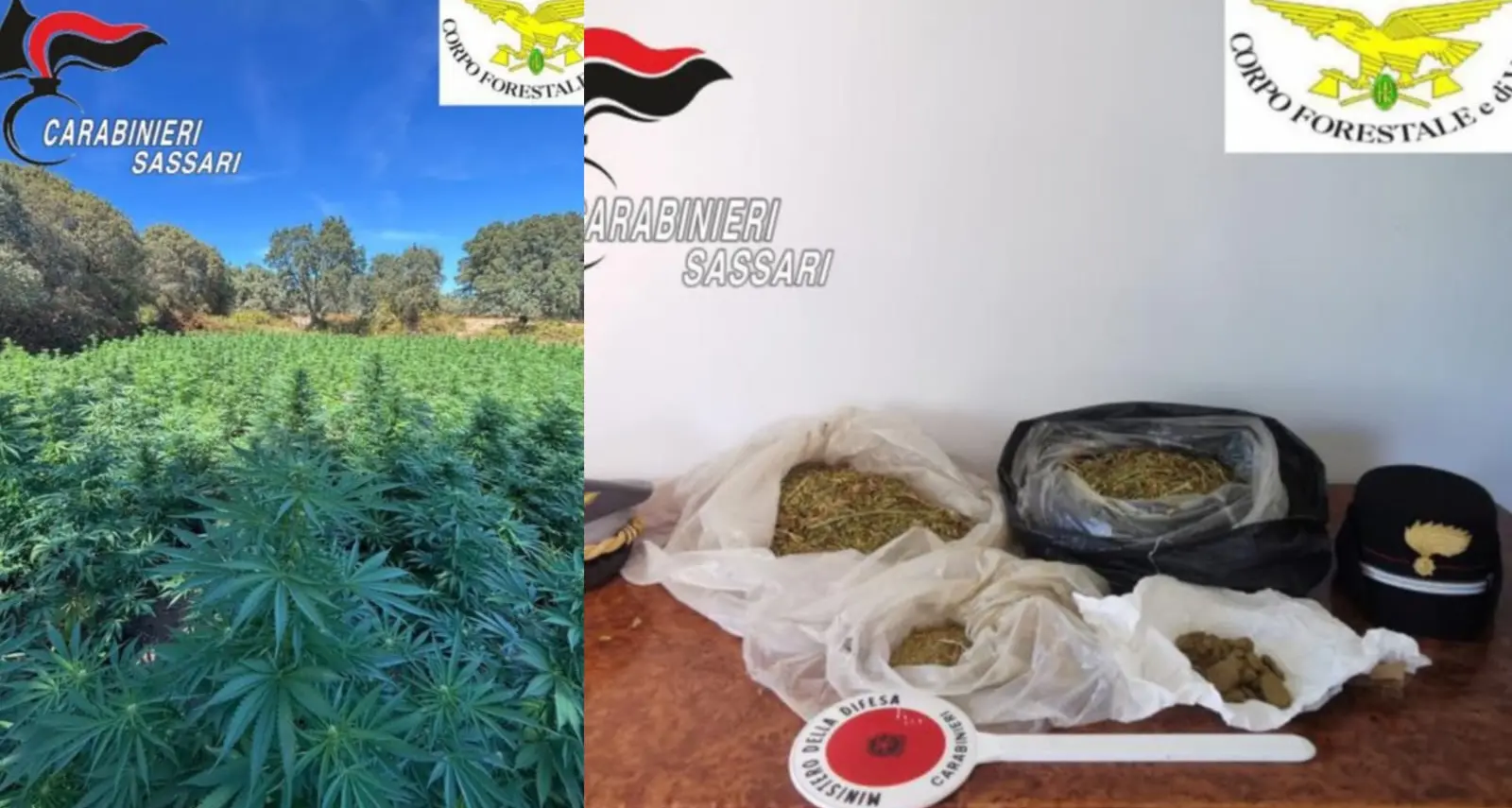 Maxi piantagione di marijuana scoperta dai Carabinieri fra Luras e Luogosanto: un arresto