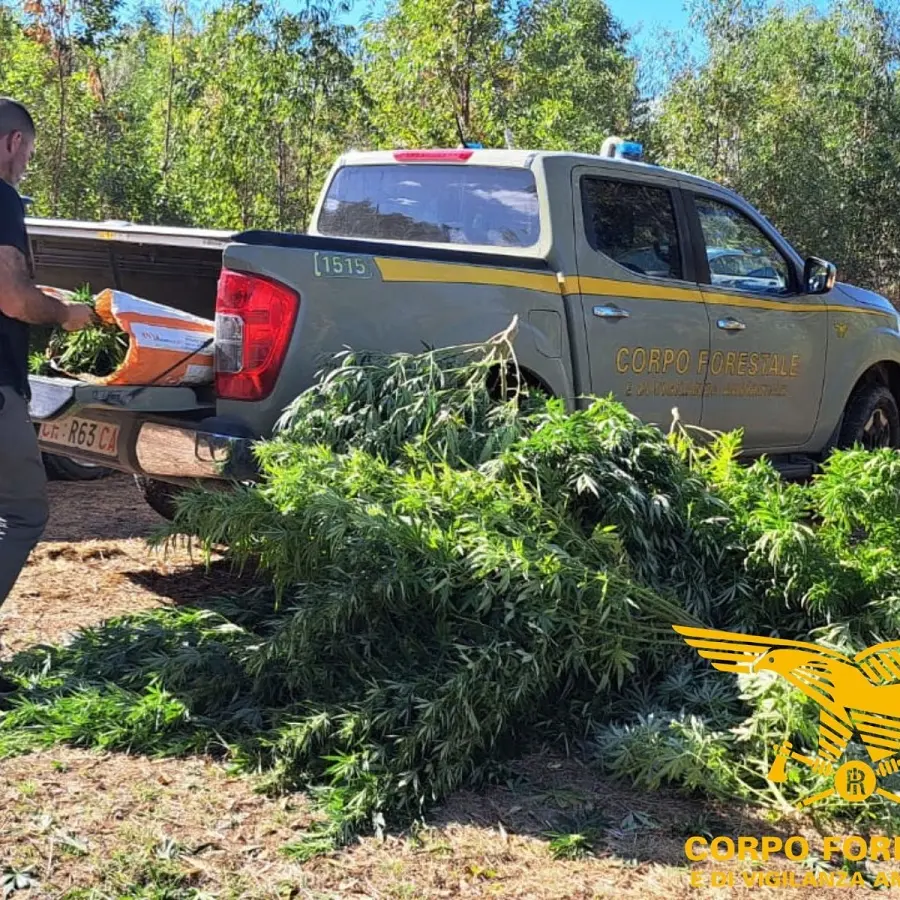 Arresto per piantagione di cannabis tra i campi a San Nicolò d’Arcidano