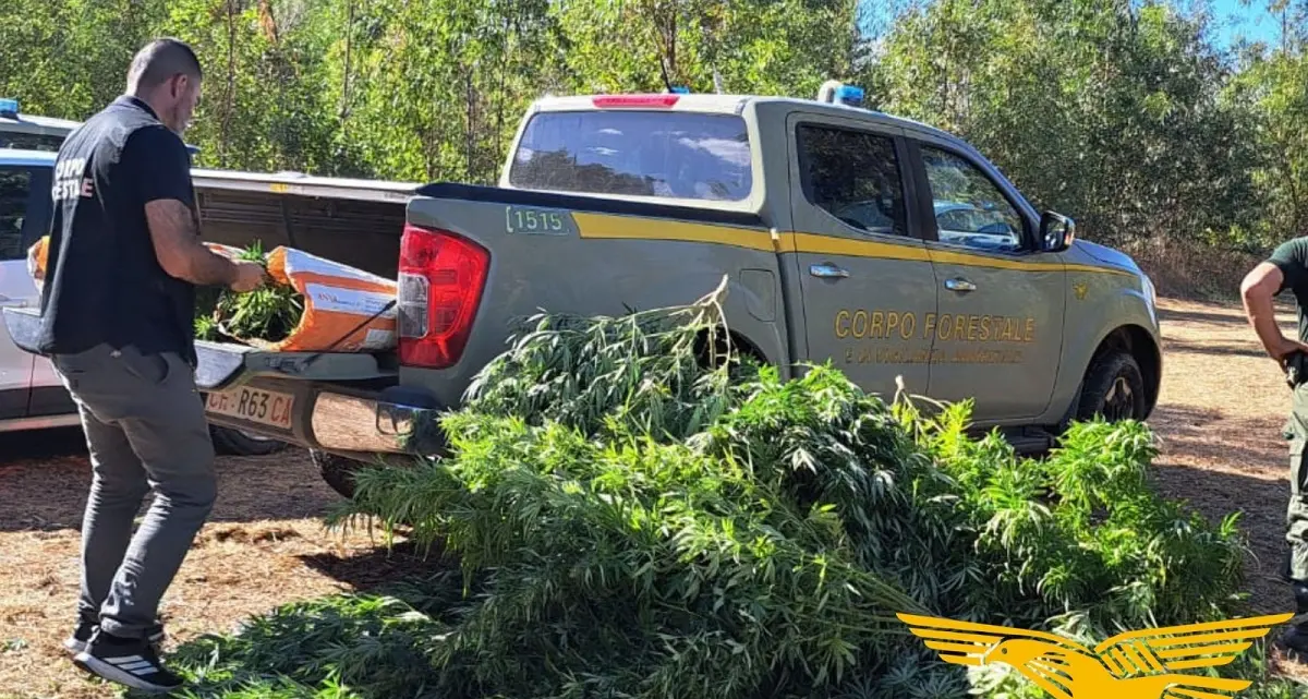 Arresto per piantagione di cannabis tra i campi a San Nicolò d’Arcidano