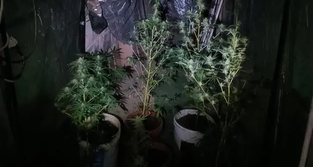 Scoperta serra artigianale di marijuana: denunciato un uomo a Sassari