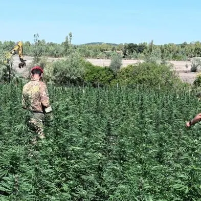 Maxi piantagione da 4mila piante a Oristano: arrestati quattro coltivatori