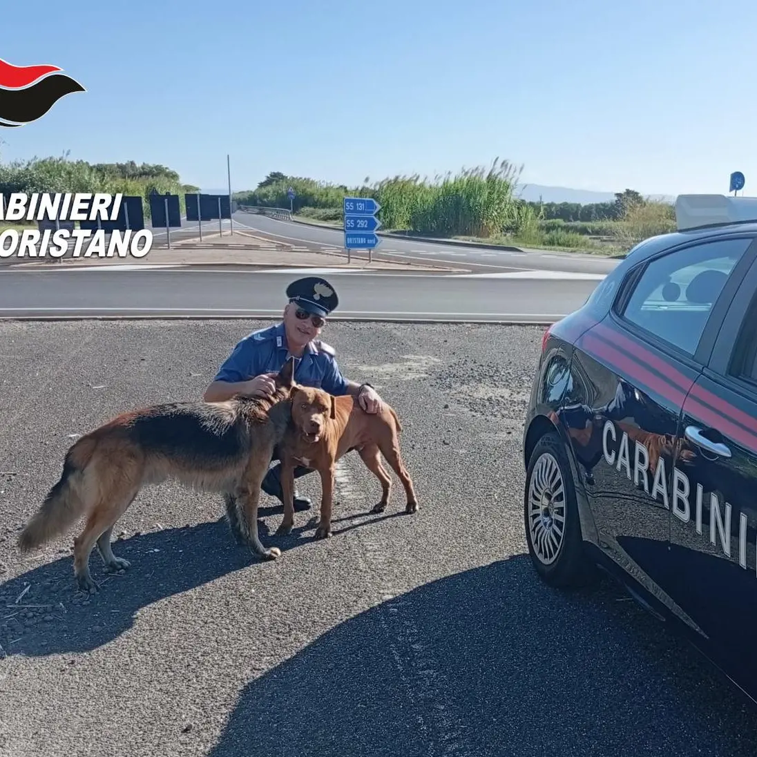 Vagavano smarriti e spaventati sulla strada: due cani salvati dai Carabinieri si Oristano