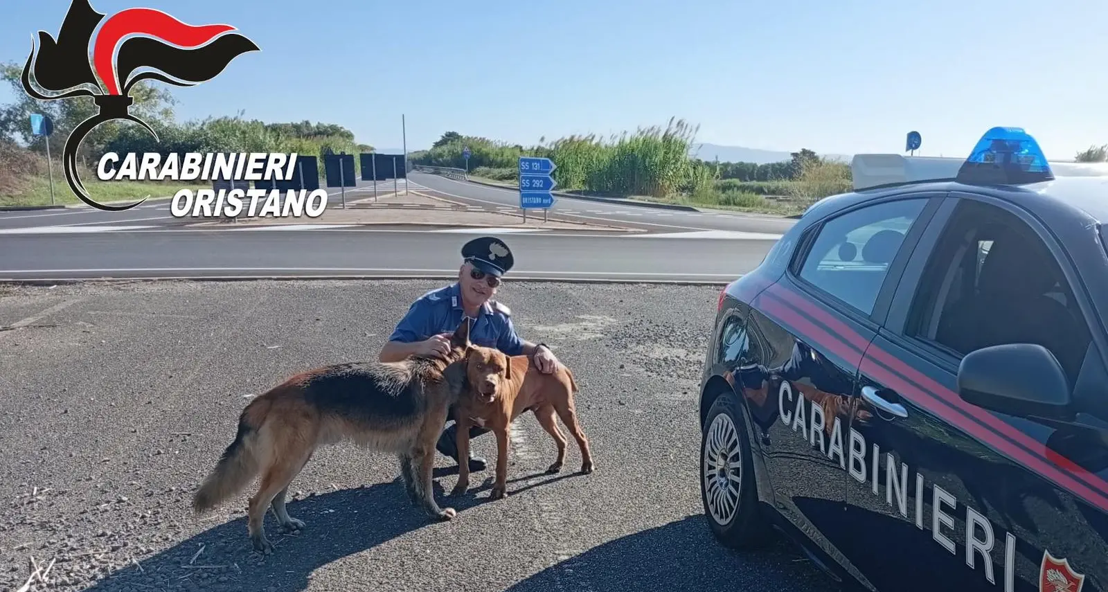 Vagavano smarriti e spaventati sulla strada: due cani salvati dai Carabinieri si Oristano