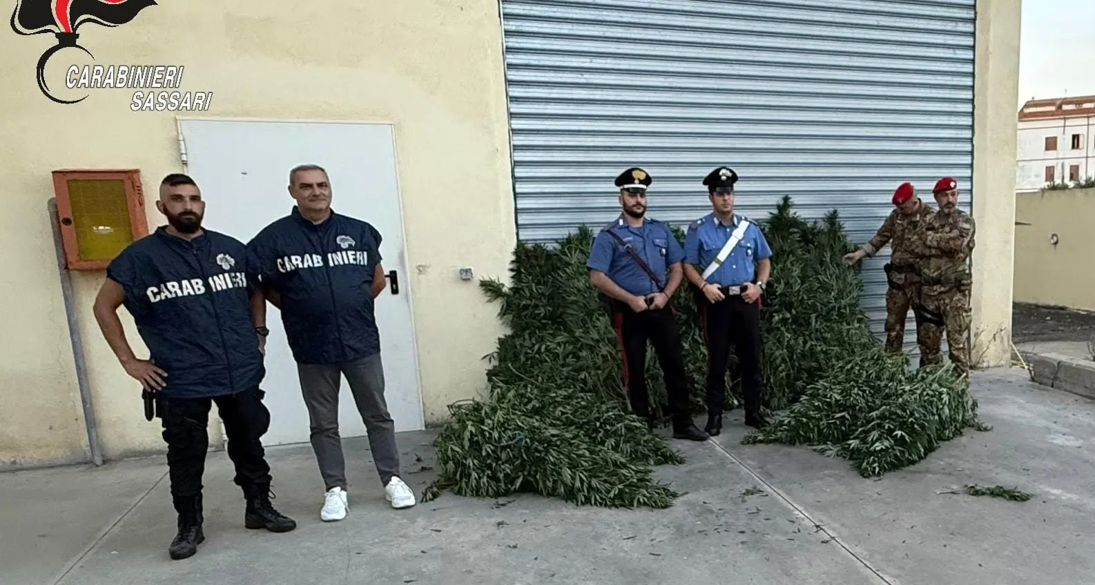 Maxi operazione antidroga a Bottidda: sequestrate 280 piante di cannabis, un arresto