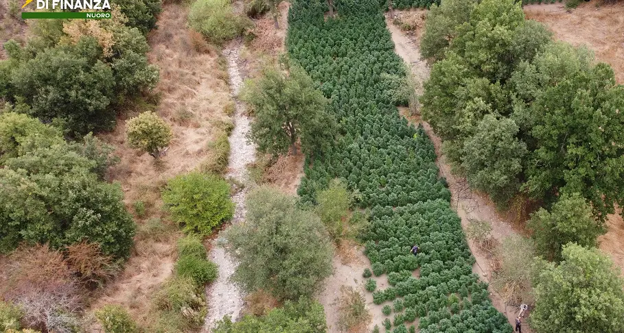 Maxi sequestro a Fonni: scoperta piantagione con 2,5 tonnellate di droga