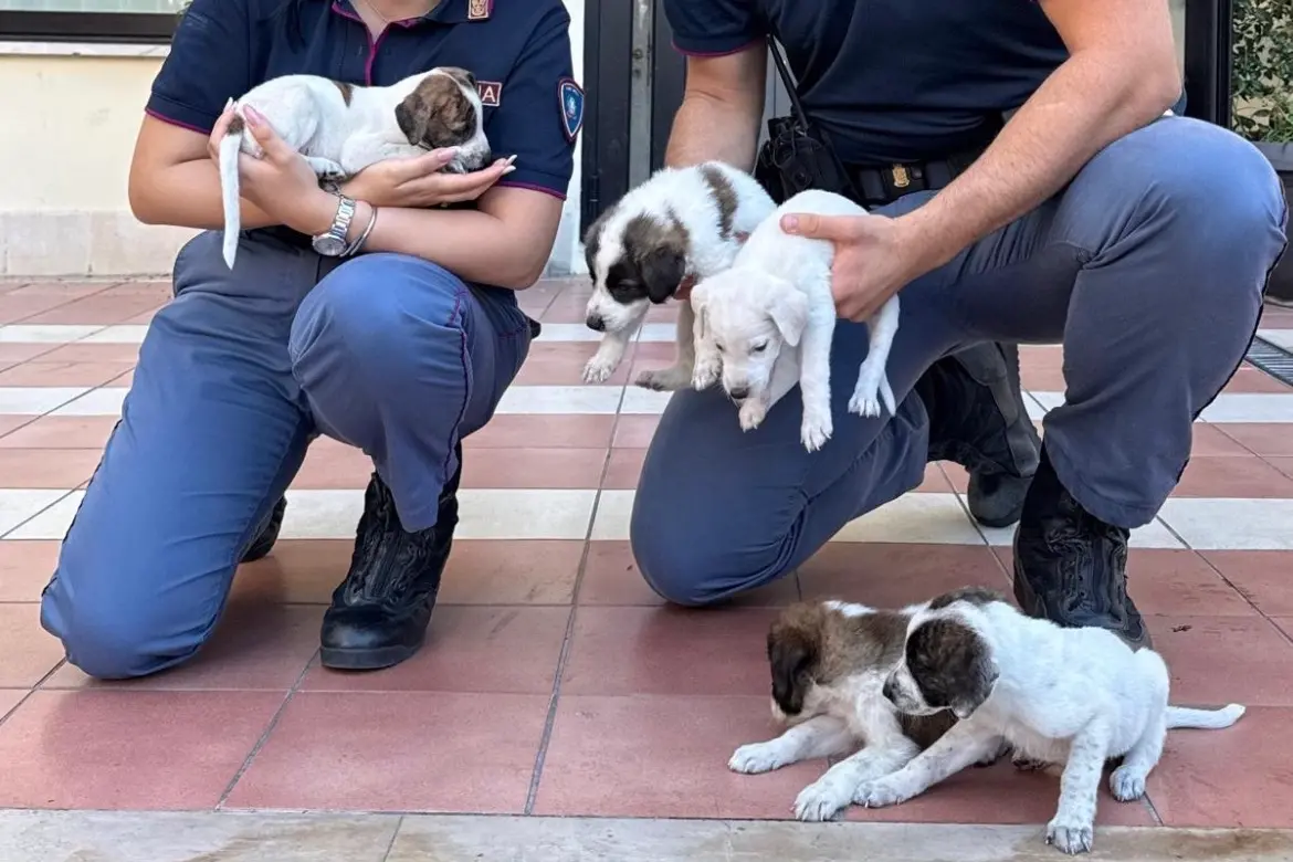 <p>Foto Instagram Polizia di Stato</p>\\n