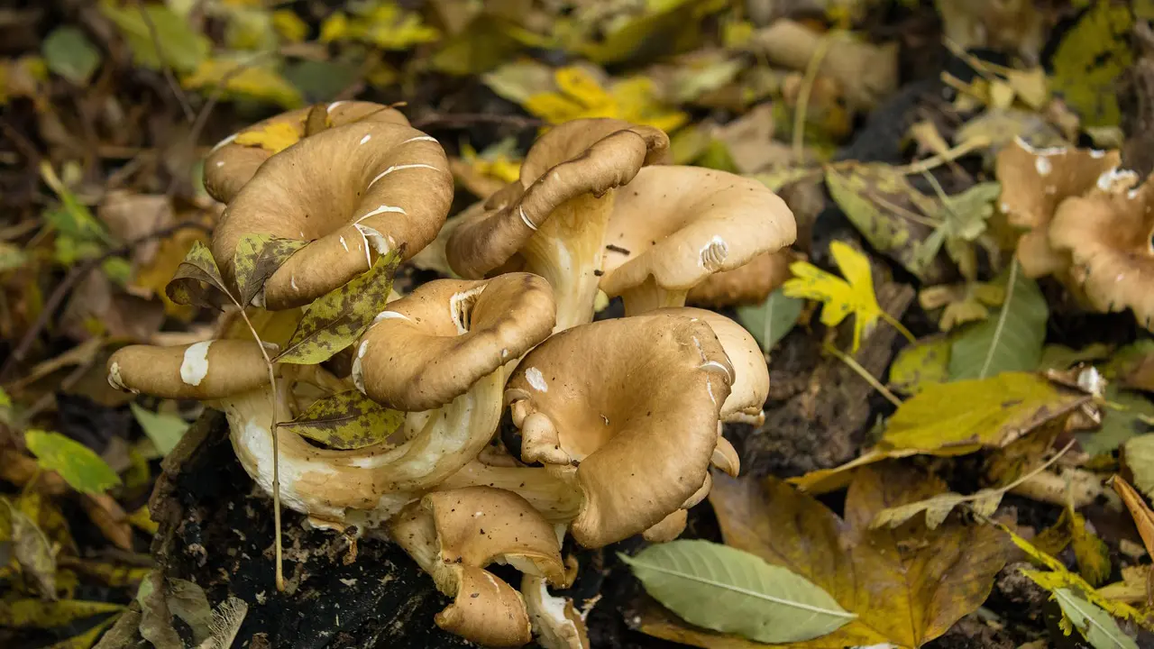 Stagione dei funghi: la Asl Ogliastra attiva il servizio di ispezione micologica gratuito