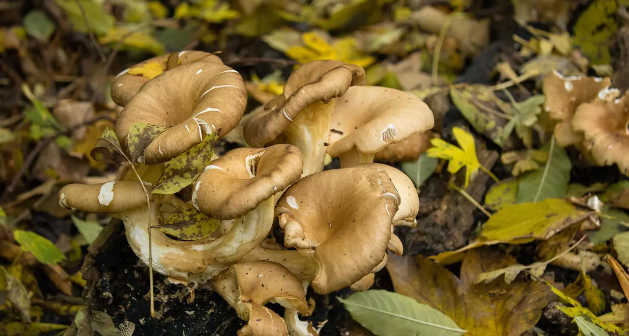 Stagione dei funghi: la Asl Ogliastra attiva il servizio di ispezione micologica gratuito