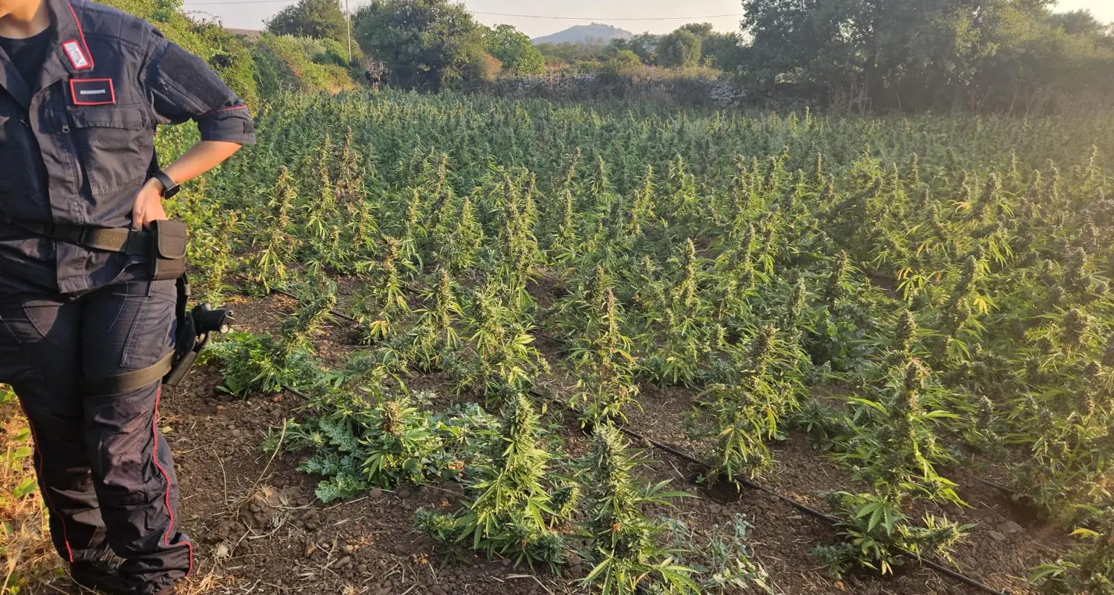 Scoperta maxi piantagione di marijuana a Sindia, un arresto