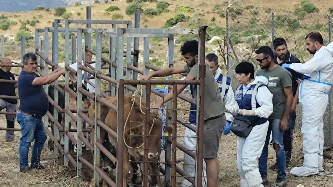 Focolai di dermatite bovina nel Sarrabus, l’Asl: dalle ispezioni effettuate nessun contagio