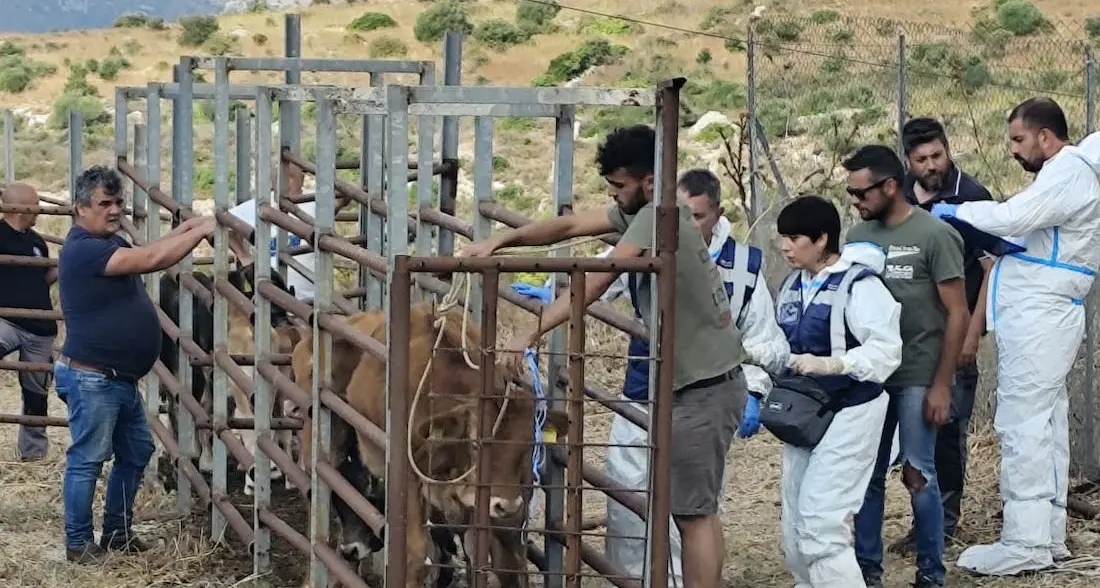 Dermatite bovina: estinti i focolai del Nord ovest Sardegna: abbattuti 725 capi