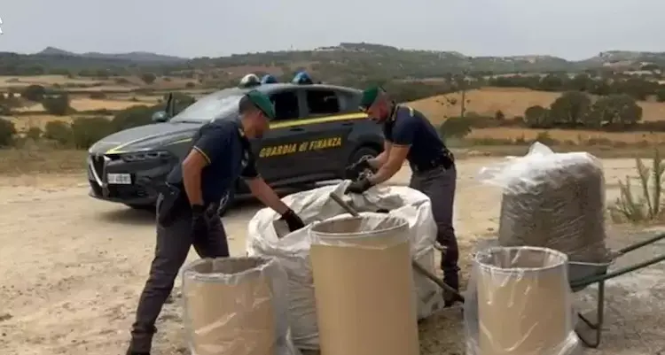 Oltre 270 chili di marijuana sequestrati a Ozieri, denunciato titolare di un’azienda agricola
