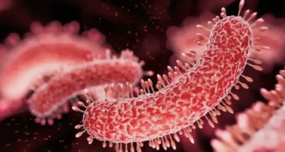 Allarme salmonella a Cagliari: avviate indagini nei ristoranti