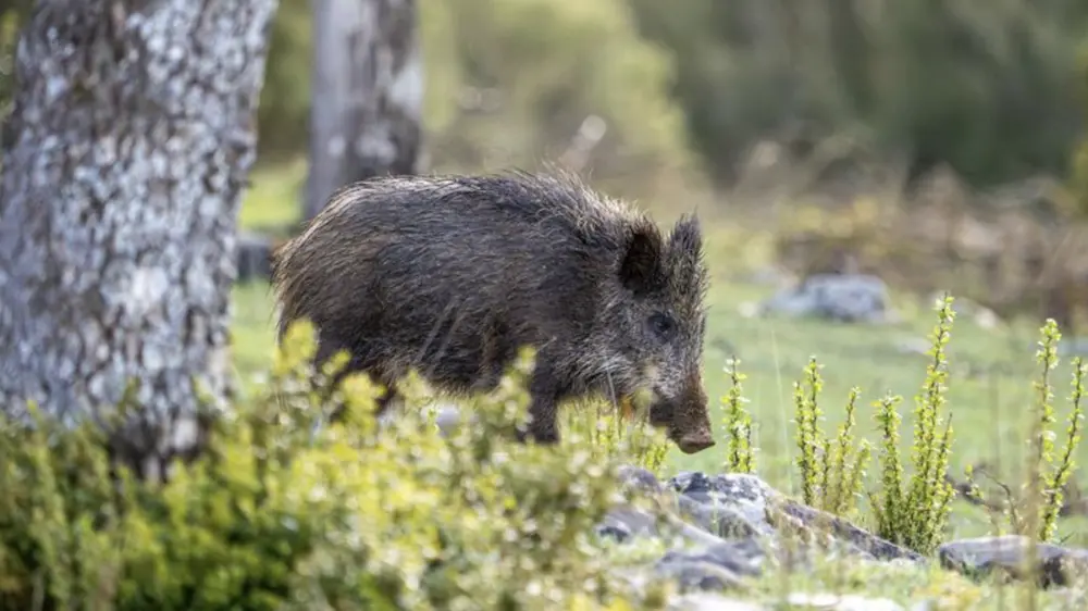 Gestione fauna selvatica: nuove linee guida approvate dalla Regione Sardegna