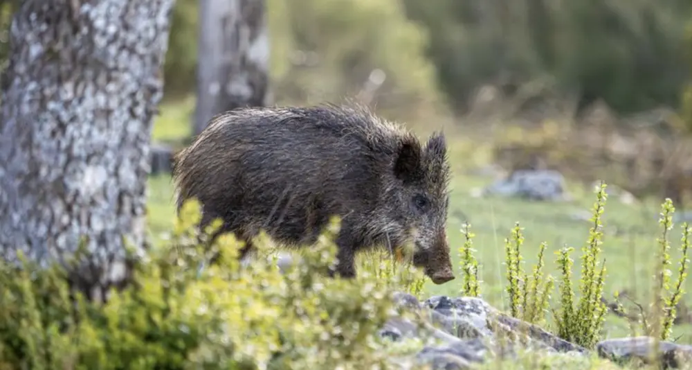 Gestione fauna selvatica: nuove linee guida approvate dalla Regione Sardegna