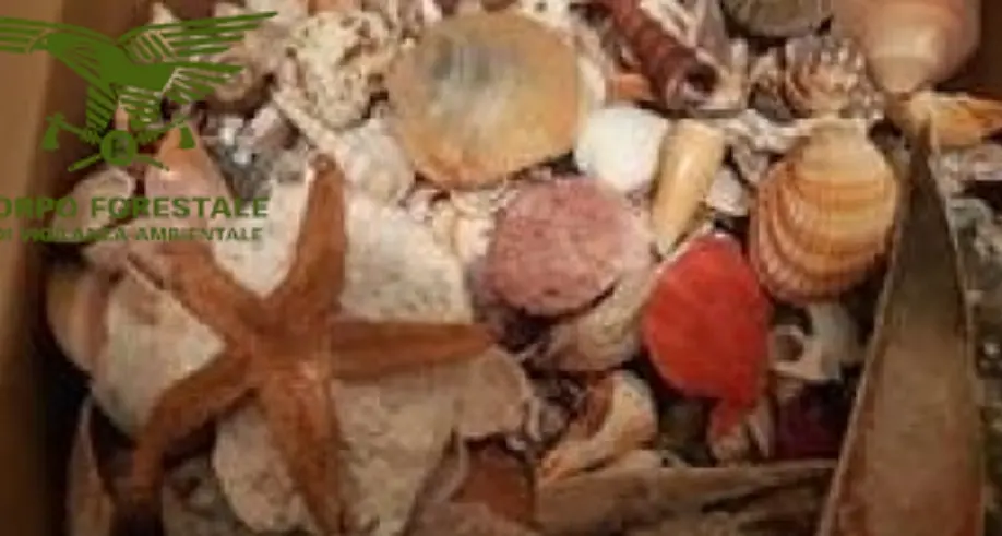 Sequestrati a Olbia 900 chili di sabbia e conchiglie rubate dalle spiagge sarde