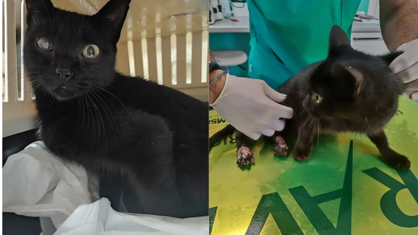 Carbonia, gattina ferita da pallini di piombo e paralizzata, l'appello dei volontari