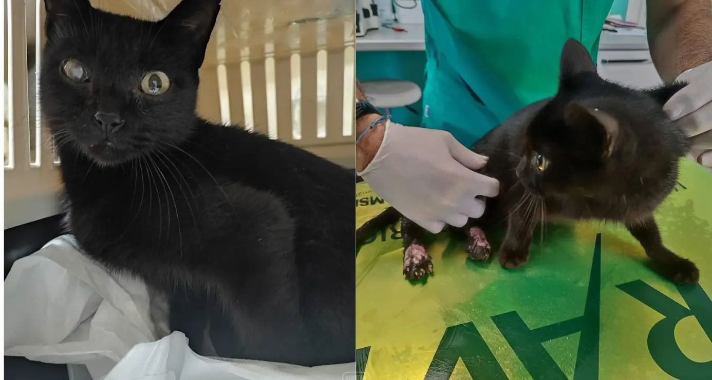 Carbonia, gattina ferita da pallini di piombo e paralizzata, l'appello dei volontari