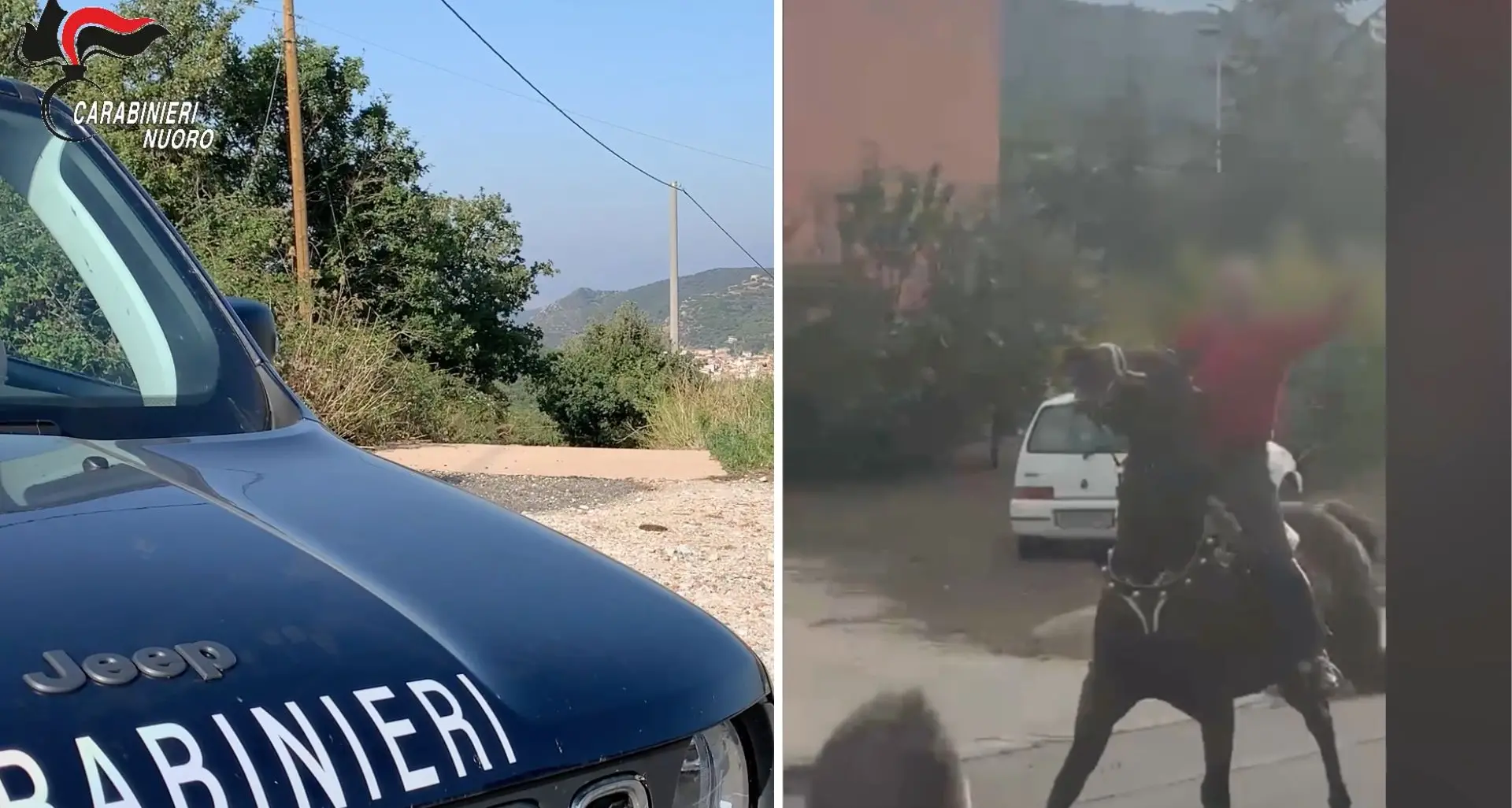 Orani, il Comune dopo la corsa di cavalli: “Non corse clandestine, ma tradizione\"