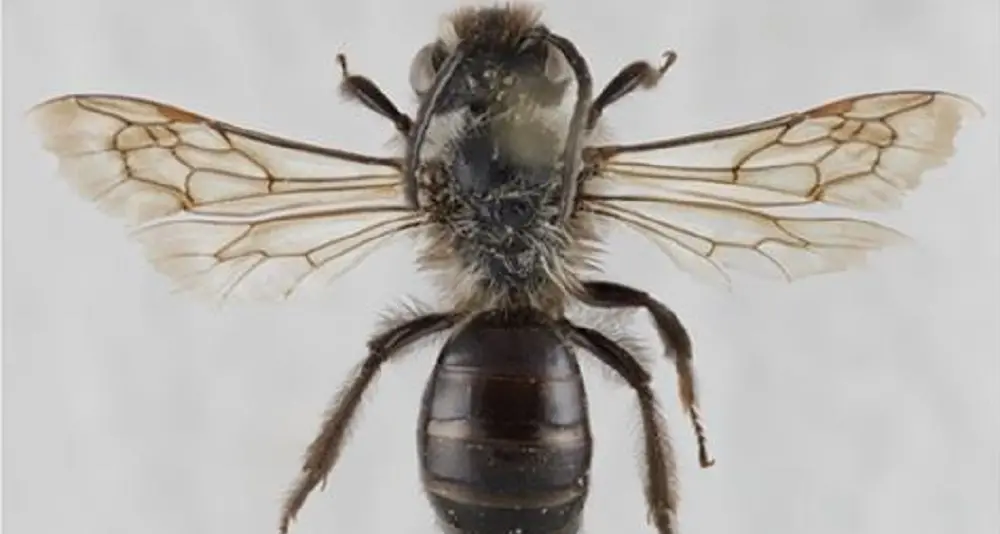 Scoperta in Sardegna una nuova specie di ape selvatica: Andrena culucciae