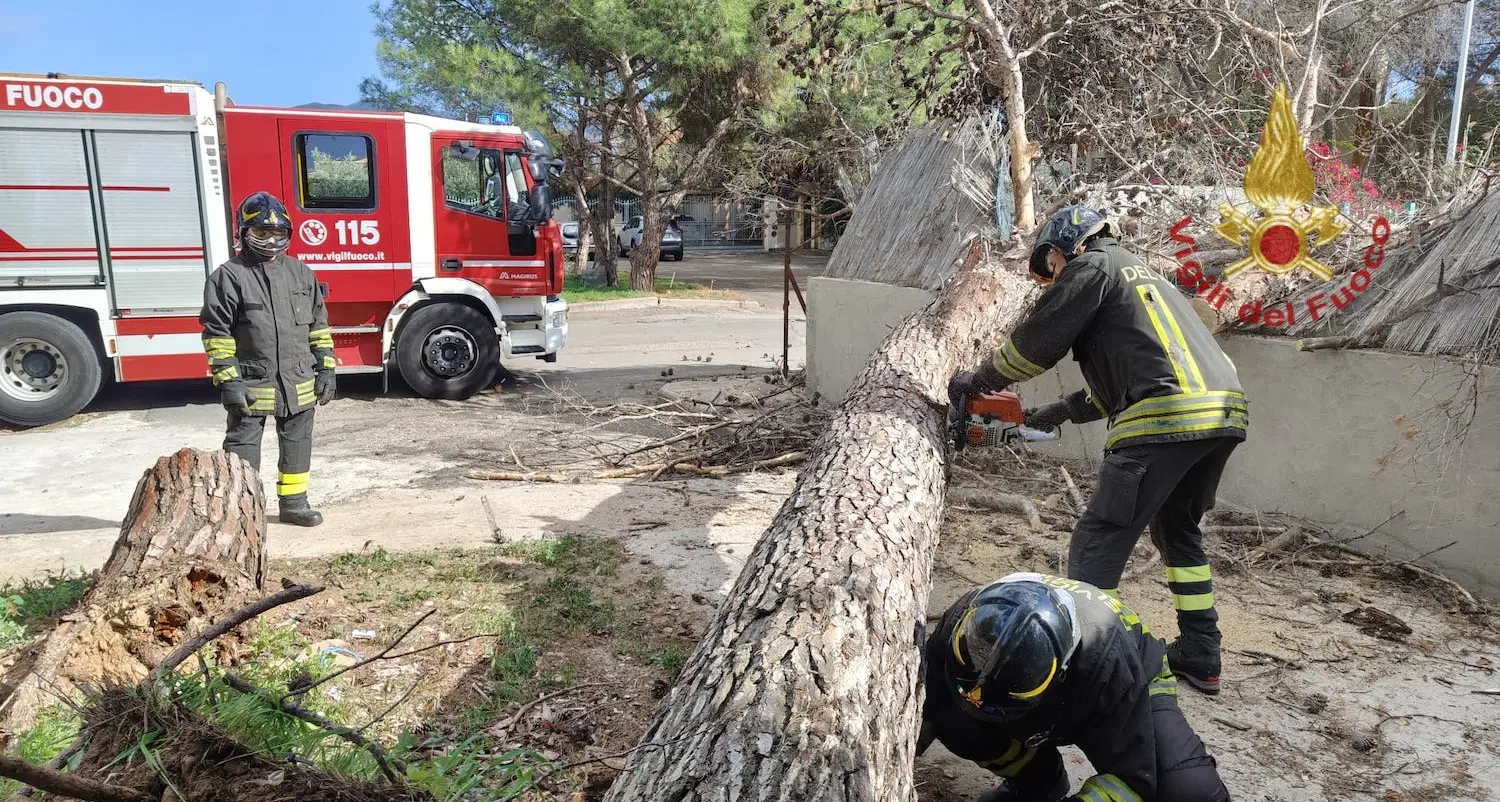 Vento forte nel Cagliaritano: crolla un grosso albero a Quartu | IL VIDEO