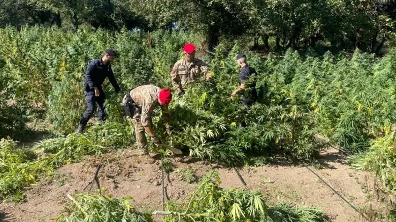 Maxi piantagione a ridosso del Coghinas: arrestato il proprietario del terreno a Oschiri