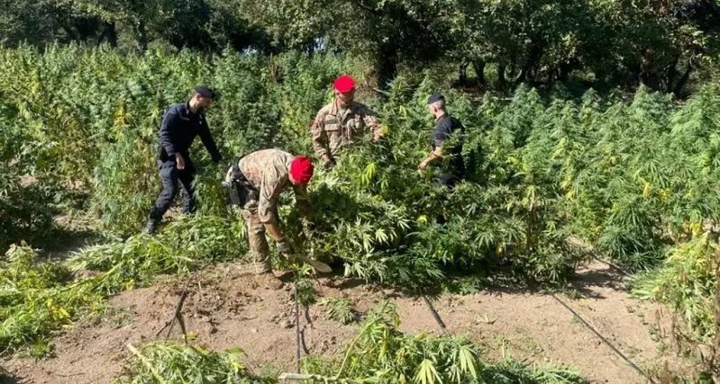 Maxi piantagione a ridosso del Coghinas: arrestato il proprietario del terreno a Oschiri