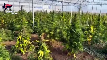Scoperta maxi piantagione di marijuana a Monastir: sei arresti | VIDEO |