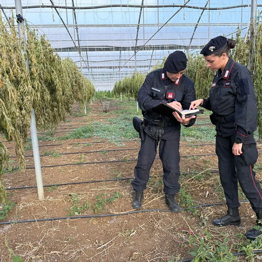 Scoperta maxi piantagione di marijuana a Monastir: sei arresti | LE IMMAGINI |
