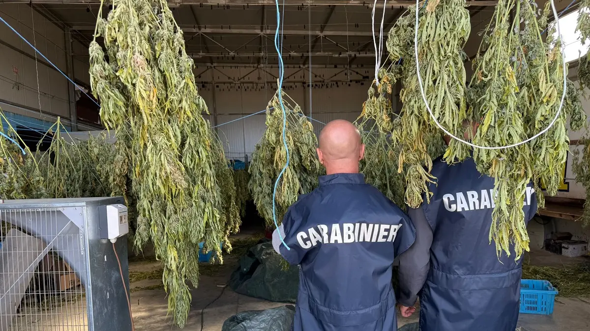 Scoperta maxi piantagione di marijuana a Monastir: sei arresti