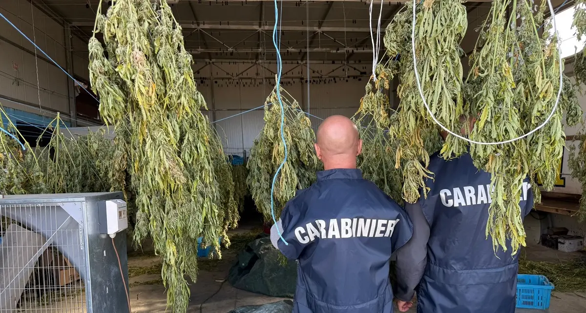 Scoperta maxi piantagione di marijuana a Monastir: sei arresti