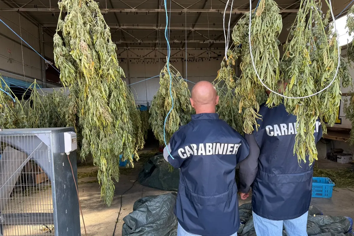 Scoperta maxi piantagione di marijuana a Monastir: sei arresti
