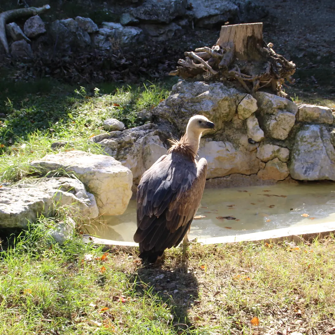 Dalle Marche alla Sardegna: il grifone del Parco Zoo Falconara introdotto in natura