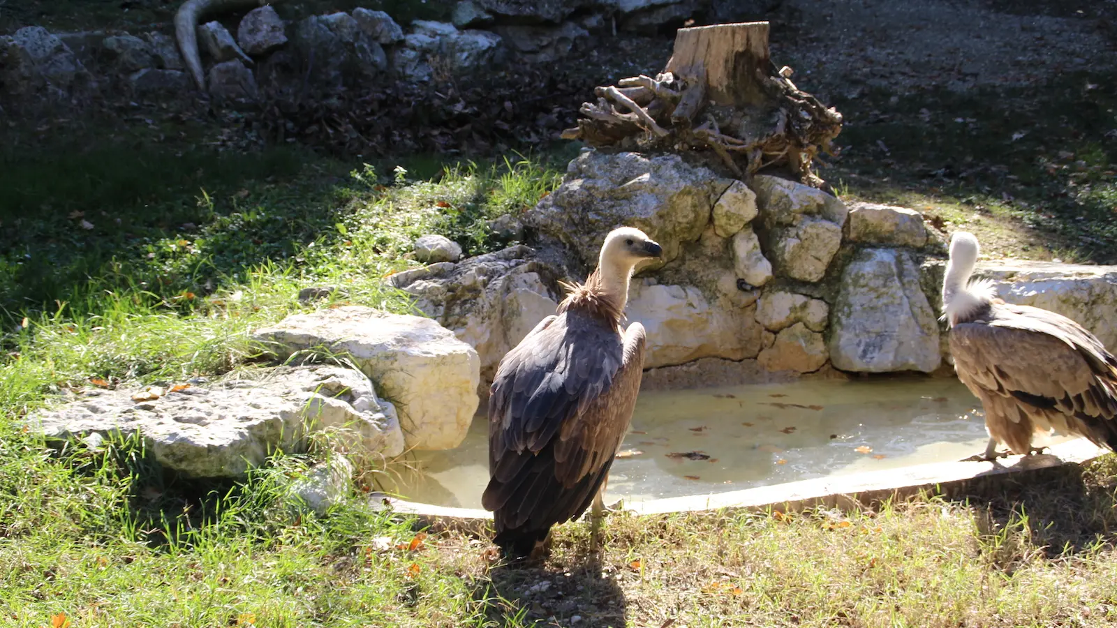 Dalle Marche alla Sardegna: il grifone del Parco Zoo Falconara introdotto in natura
