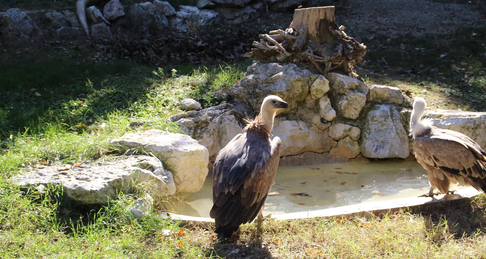 Dalle Marche alla Sardegna: il grifone del Parco Zoo Falconara introdotto in natura